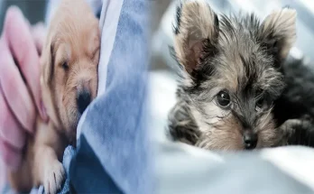 Where to Adopt a Hypoallergenic Dog Near Me