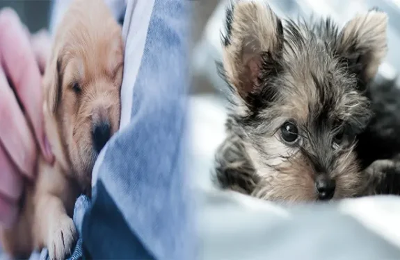 Where to Adopt a Hypoallergenic Dog Near Me