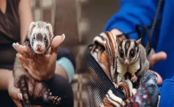 Where to Buy Legally Owned Exotic Pets in the US
