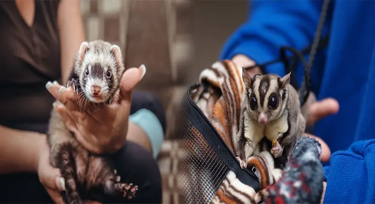 Where to Buy Legally Owned Exotic Pets in the US