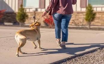 Tips for Preparing Your Dog for Day Care