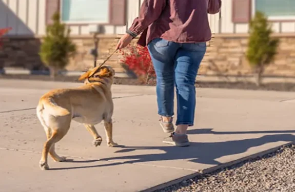 Tips for Preparing Your Dog for Day Care