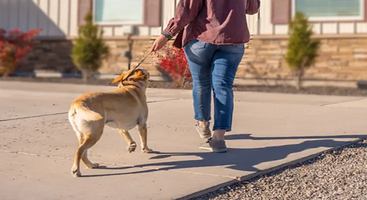 Tips for Preparing Your Dog for Day Care