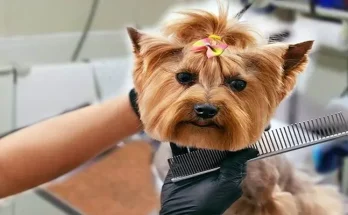 Dog Grooming Demystified: Tools and Techniques That Actually Work