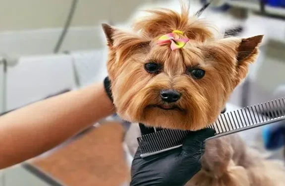 Dog Grooming Demystified: Tools and Techniques That Actually Work