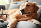CBD Products for Pets: A Natural Solution for Anxiety, Pain, and More