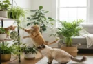 Safe indoor plants for cats that like to chew