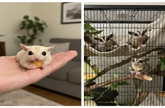 Temperament of hand-raised sugar gliders vs colony-raised