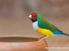 SIX THINGS TO CONSIDER BEFORE BUYING PET FINCHES