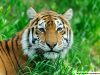 Change The World - Adopt An Endangered Animal