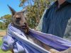 Can You Have a Pet Kangaroo?