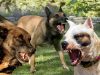 Tips on how to Fix Dog Aggression